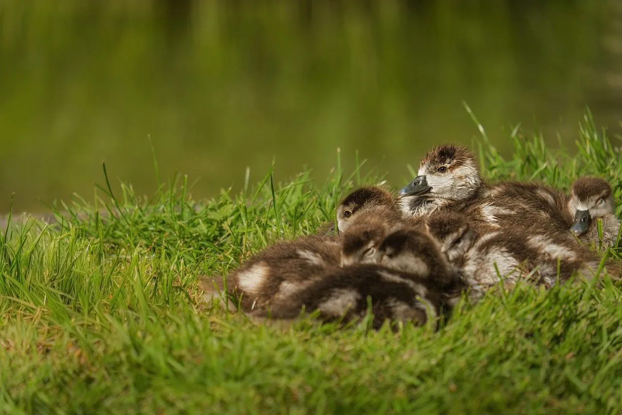 Adorable Ducklings Napping: A Serene Spring Moment