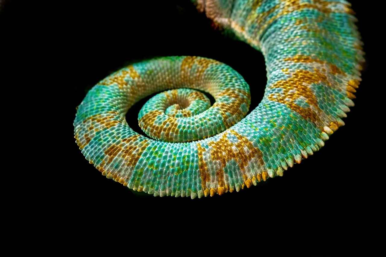 Mesmerizing Chameleon Tail: Nature's Spiral Masterpiece