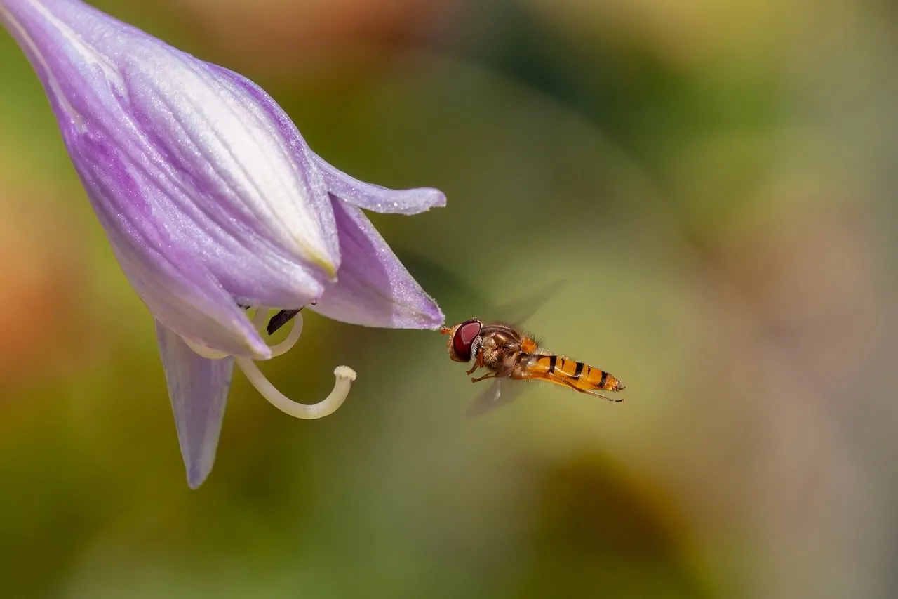 Vibrant Hoverfly Pollinating a Purple Iris in Macro
