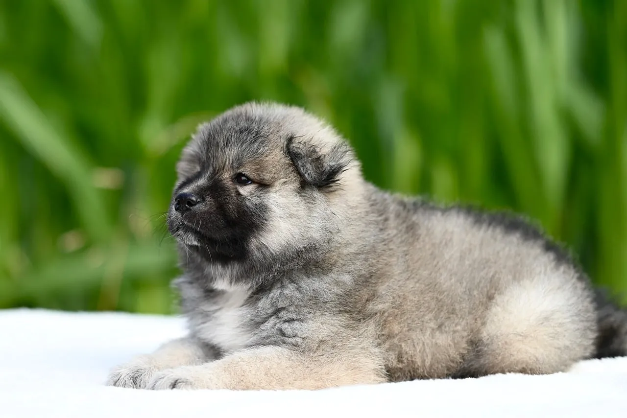 Adorable Eurasier Puppy: Fluffy Joy in Nature