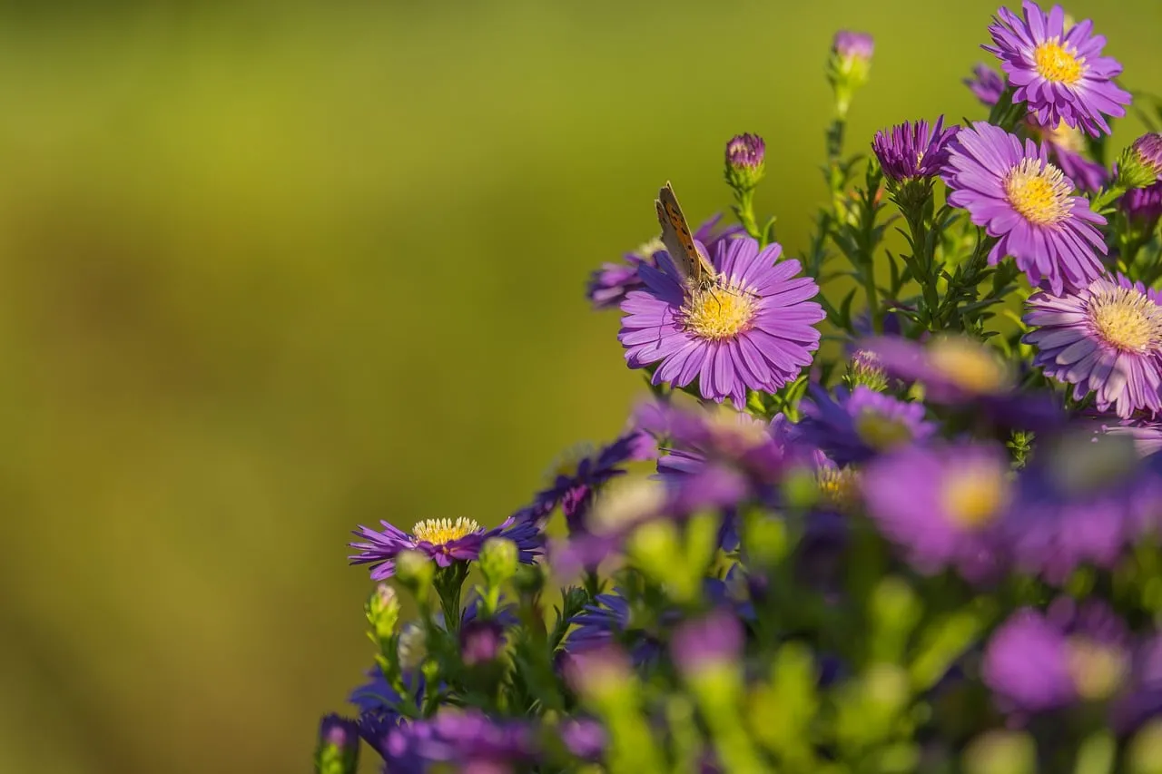 Vibrant Purple Aster Blooms: Butterfly's Summer Delight