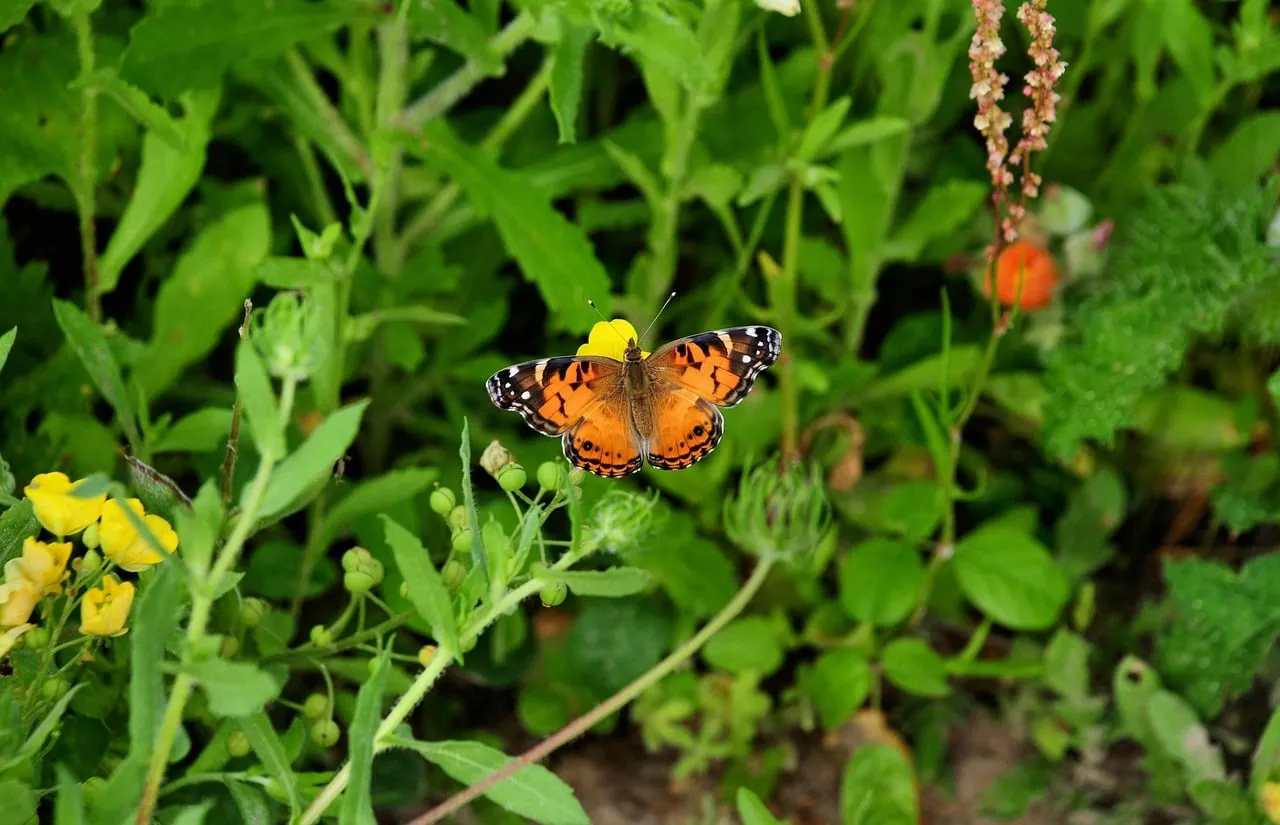 Vibrant Painted Lady Butterfly Gracing a Summer Flower