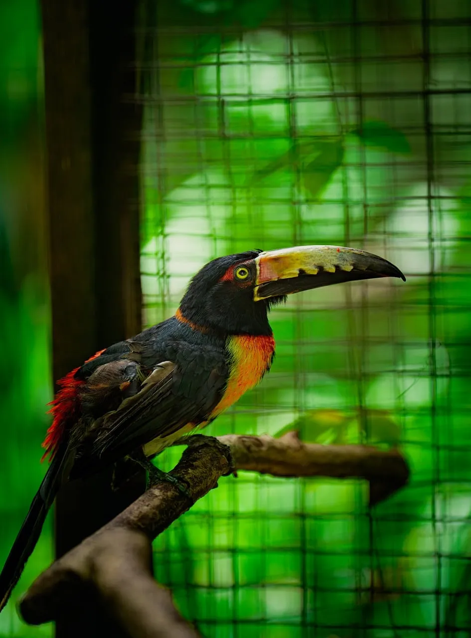 Vibrant Toucan: Exotic Bird with Colorful Feathers