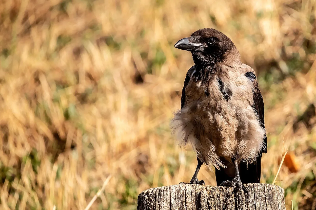Majestic Raven: A Glimpse into Nature's Wild Beauty