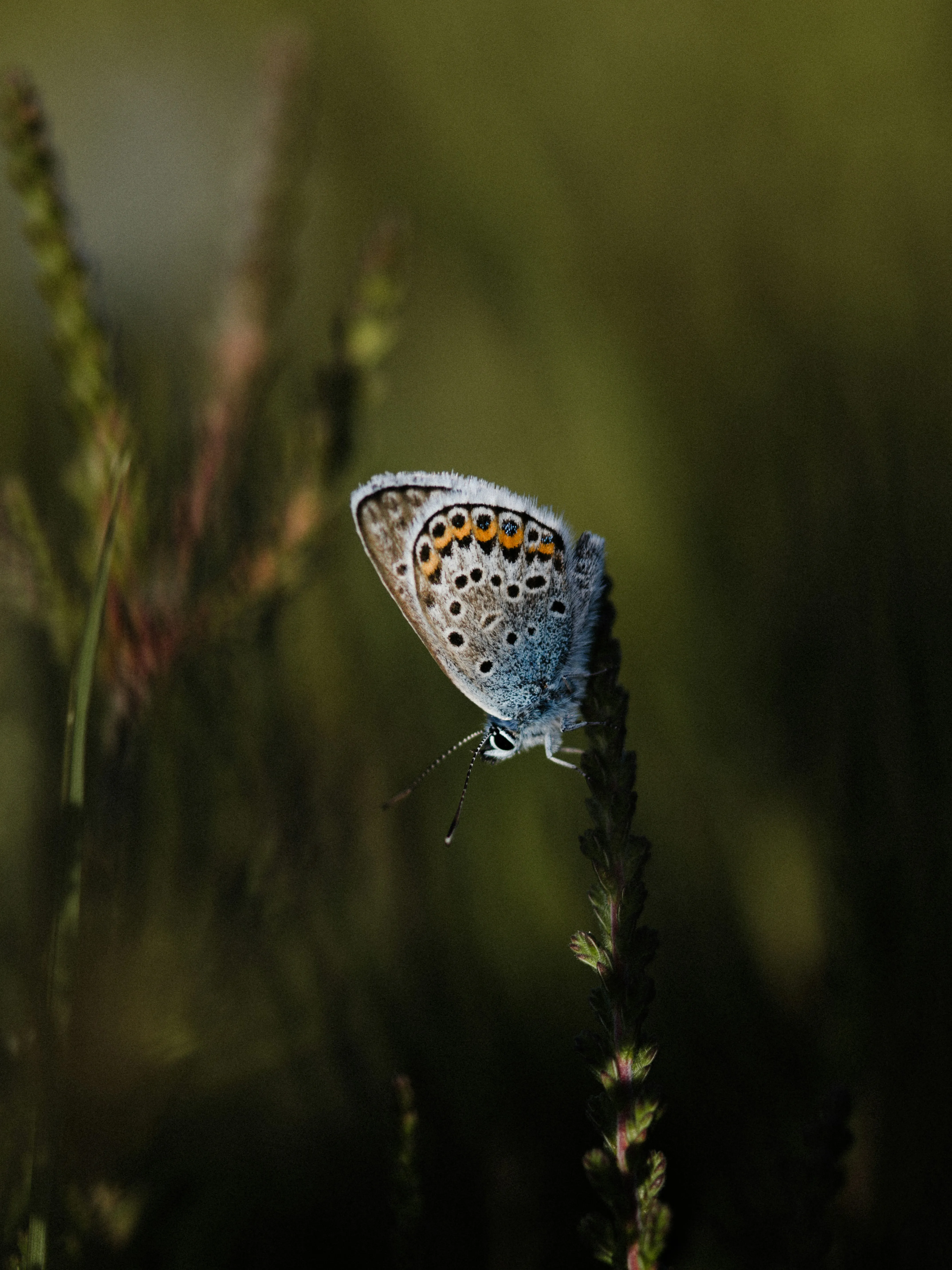 Enchanting Blue Butterfly Perched on a Whispering Plant
