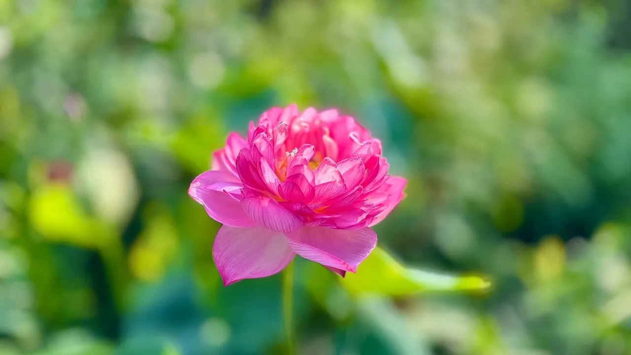 Vibrant Pink Bowl Lotus: A Summer Bloom HD Wallpaper