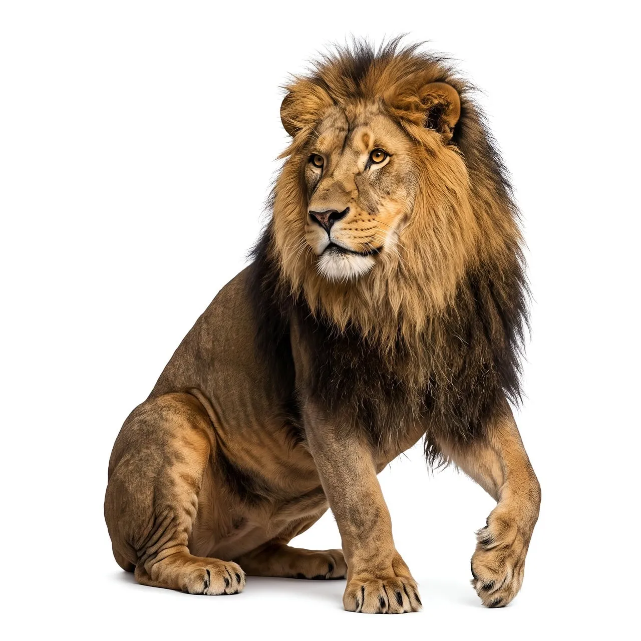 Majestic Savannah King: Powerful Lion on White Background
