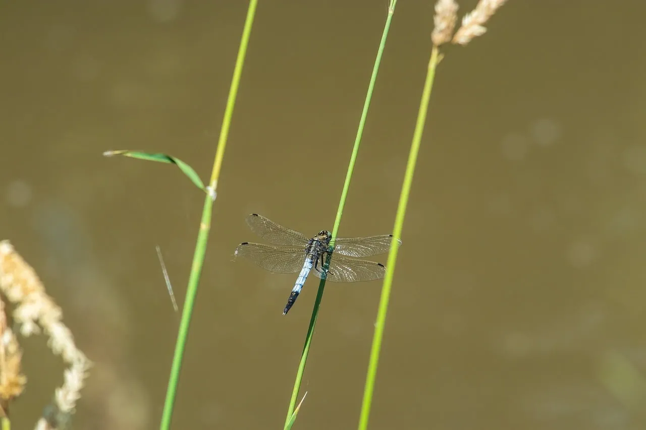 Vibrant Dragonfly Perched on Grass in Wetland Macro