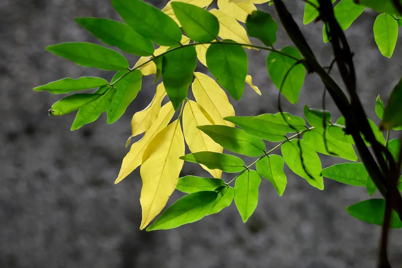 Vibrant Green and Yellow Leaves Bathed in Sunlight