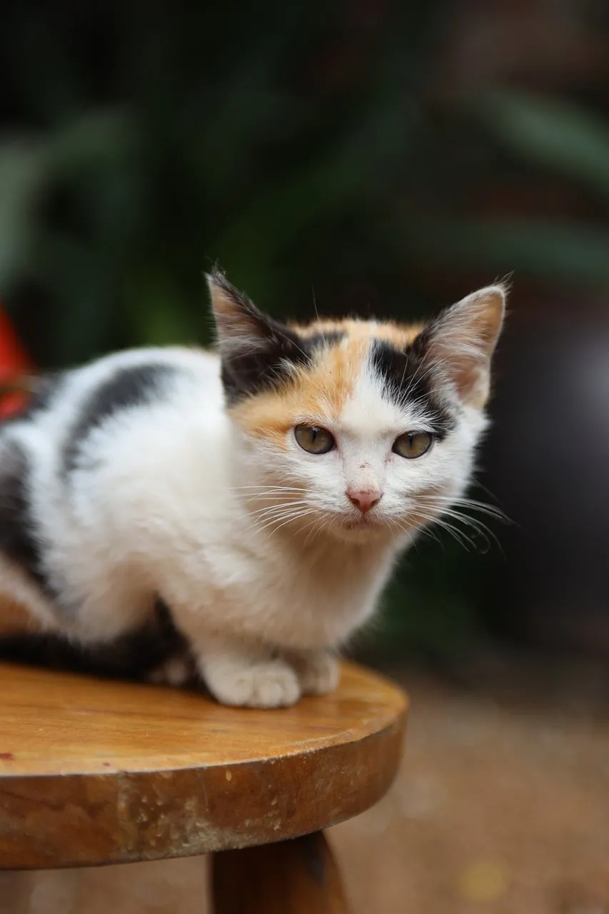 Enchanting Calico Kitten: A Darling Gaze in Nature