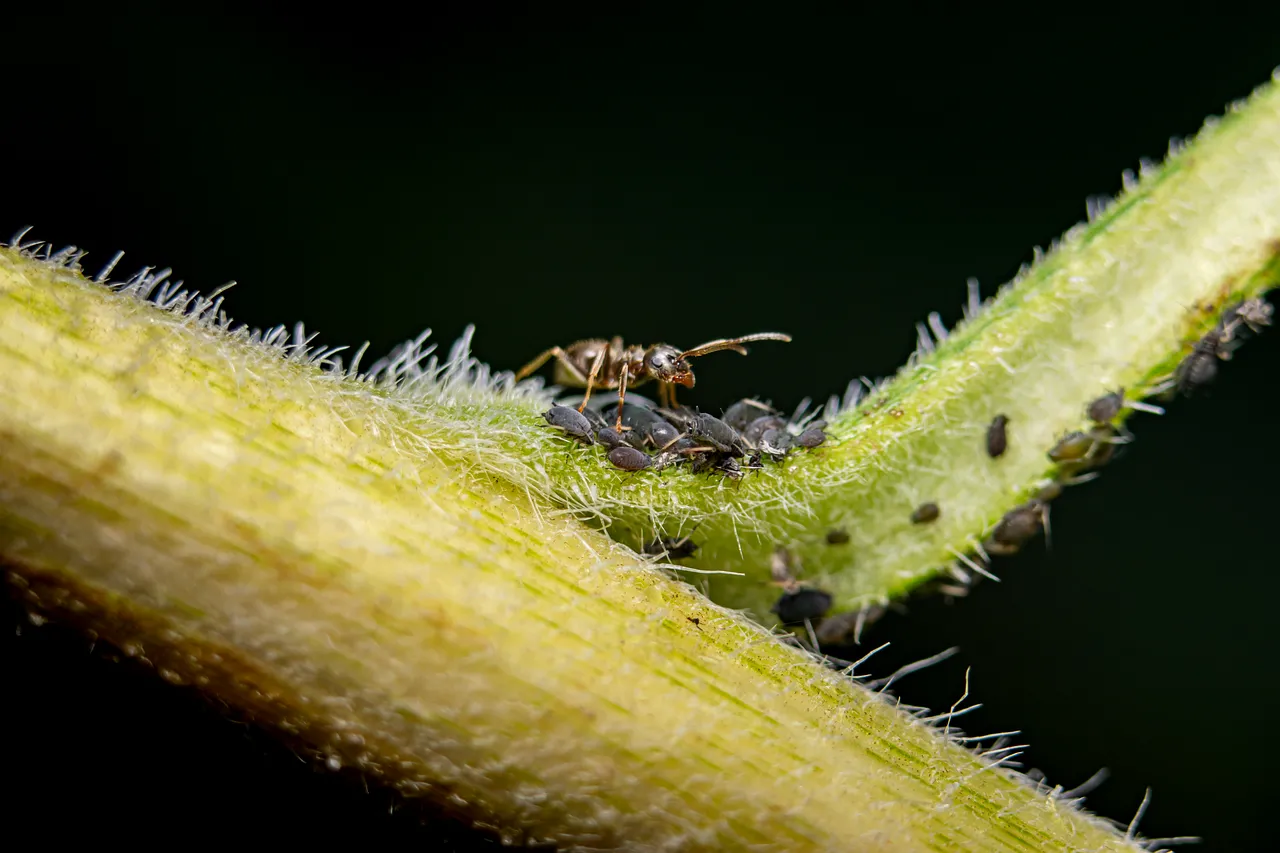 Intricate Macro: Ant and Aphids on a Hairy Stem