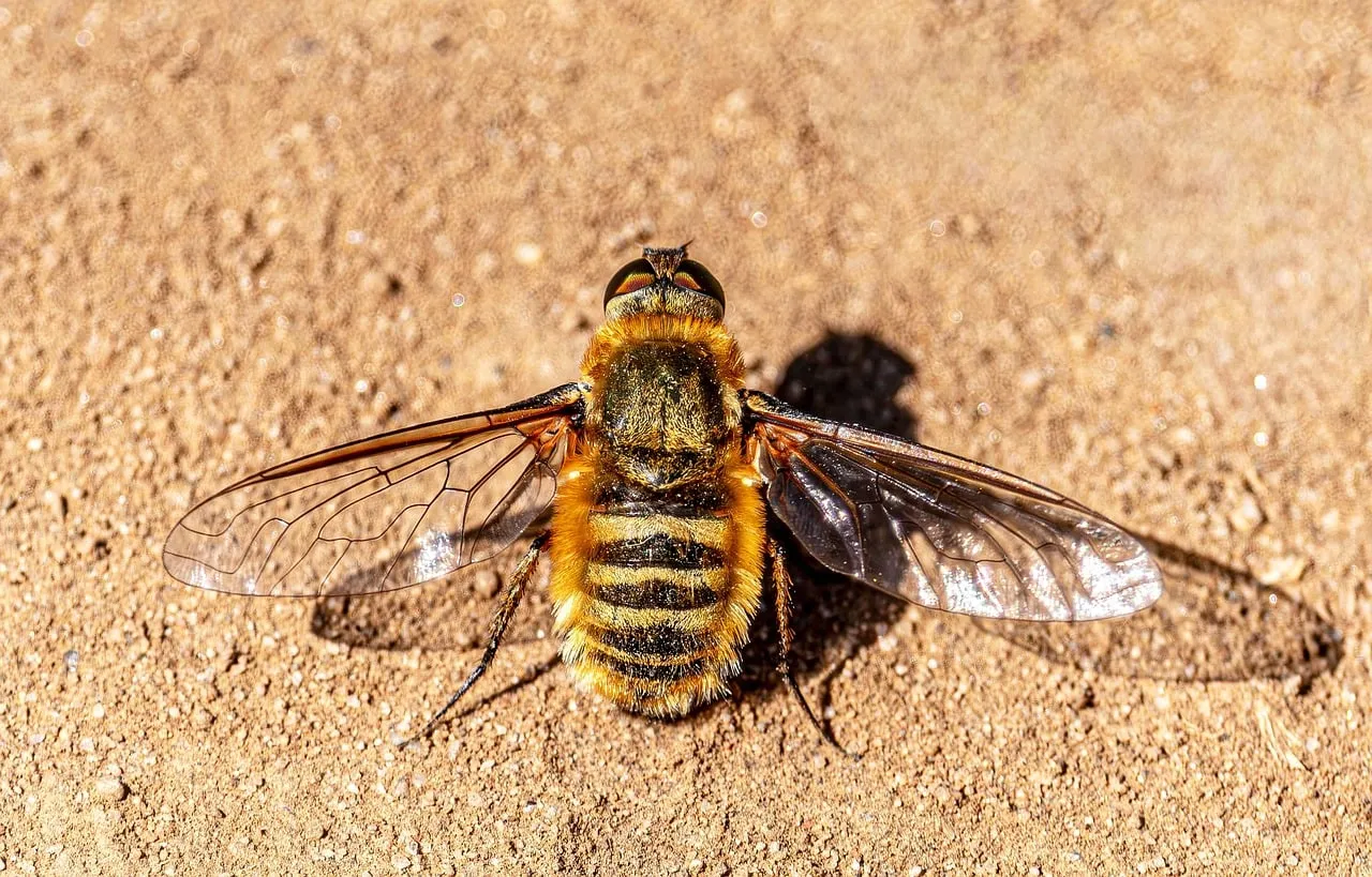 Macro Marvel: Furry Fly on Sandy Ground