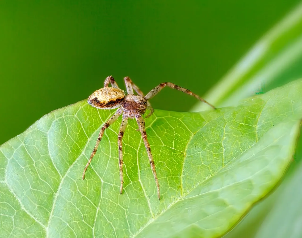 Intricate Macro: Detailed Spider on Vibrant Green Leaf
