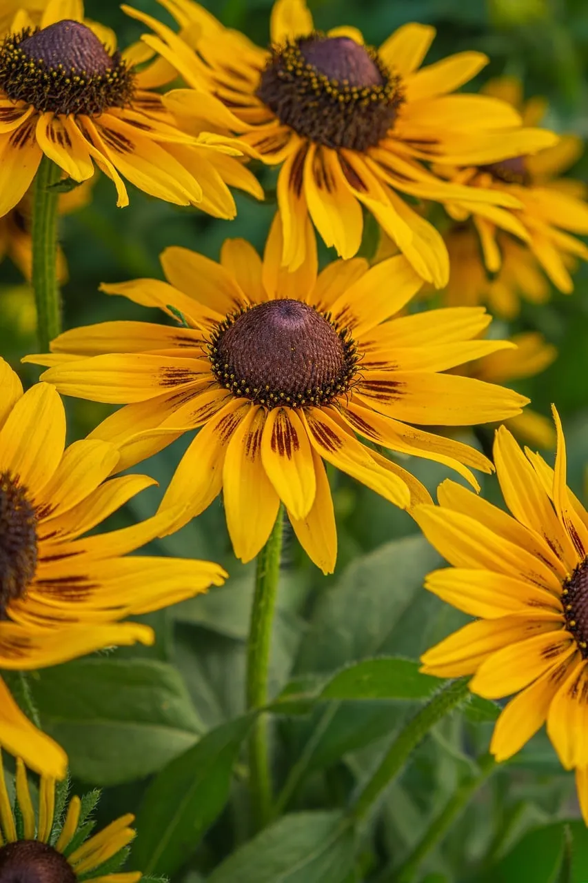 Vibrant Summer Blooms: Black-Eyed Susan Flowers in Sunlight