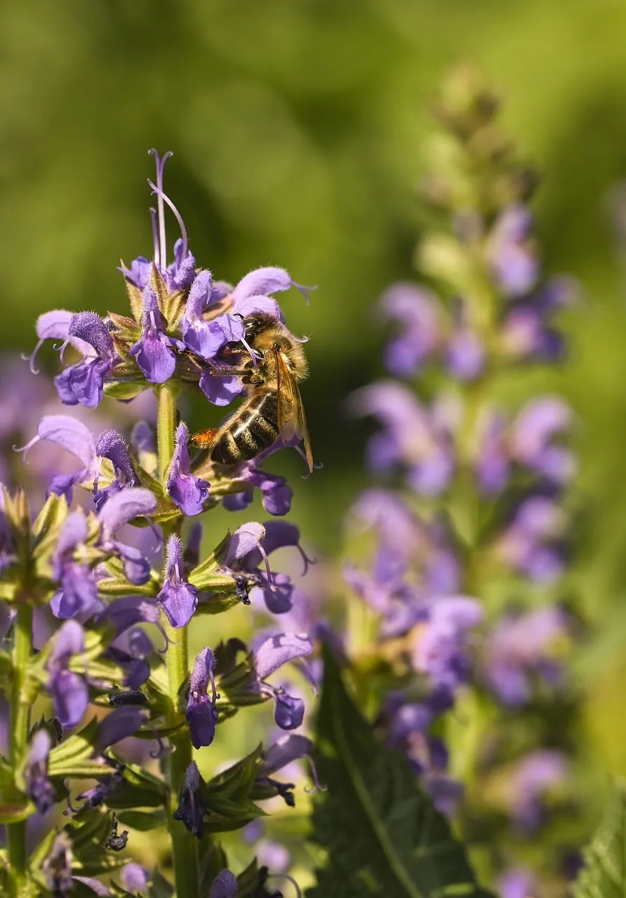 Vibrant Purple Sage: A Bee's Nectar Oasis
