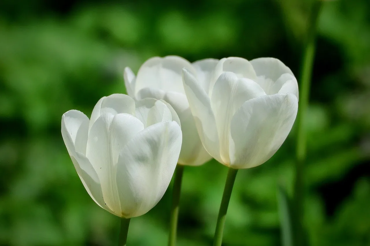 Stunning White Tulips: A Vision of Spring Purity