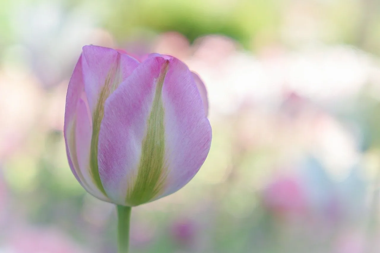 Vibrant Pink Tulip Bloom in a Serene Spring Garden