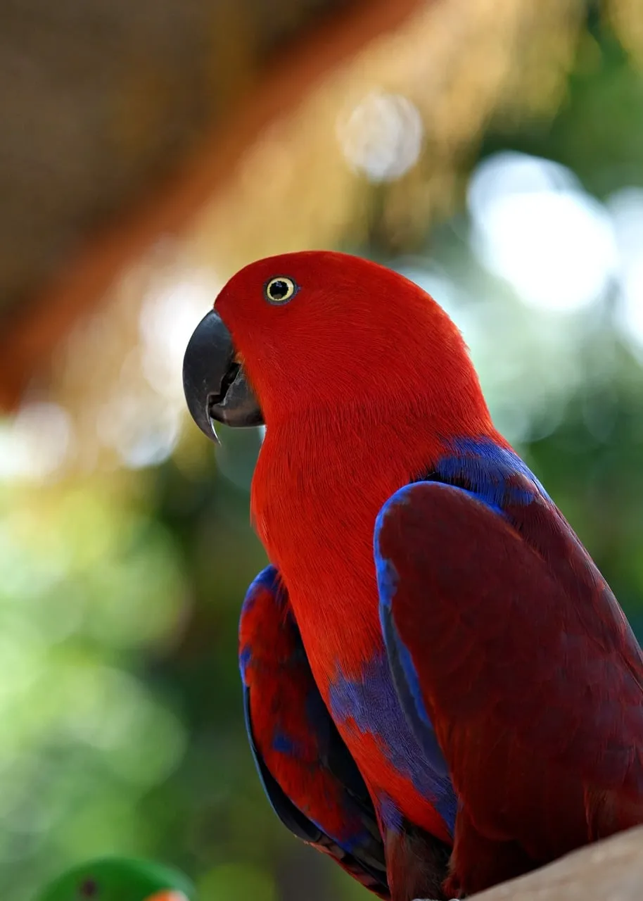 Vibrant Red Eclectus Parrot in Tropical Nature