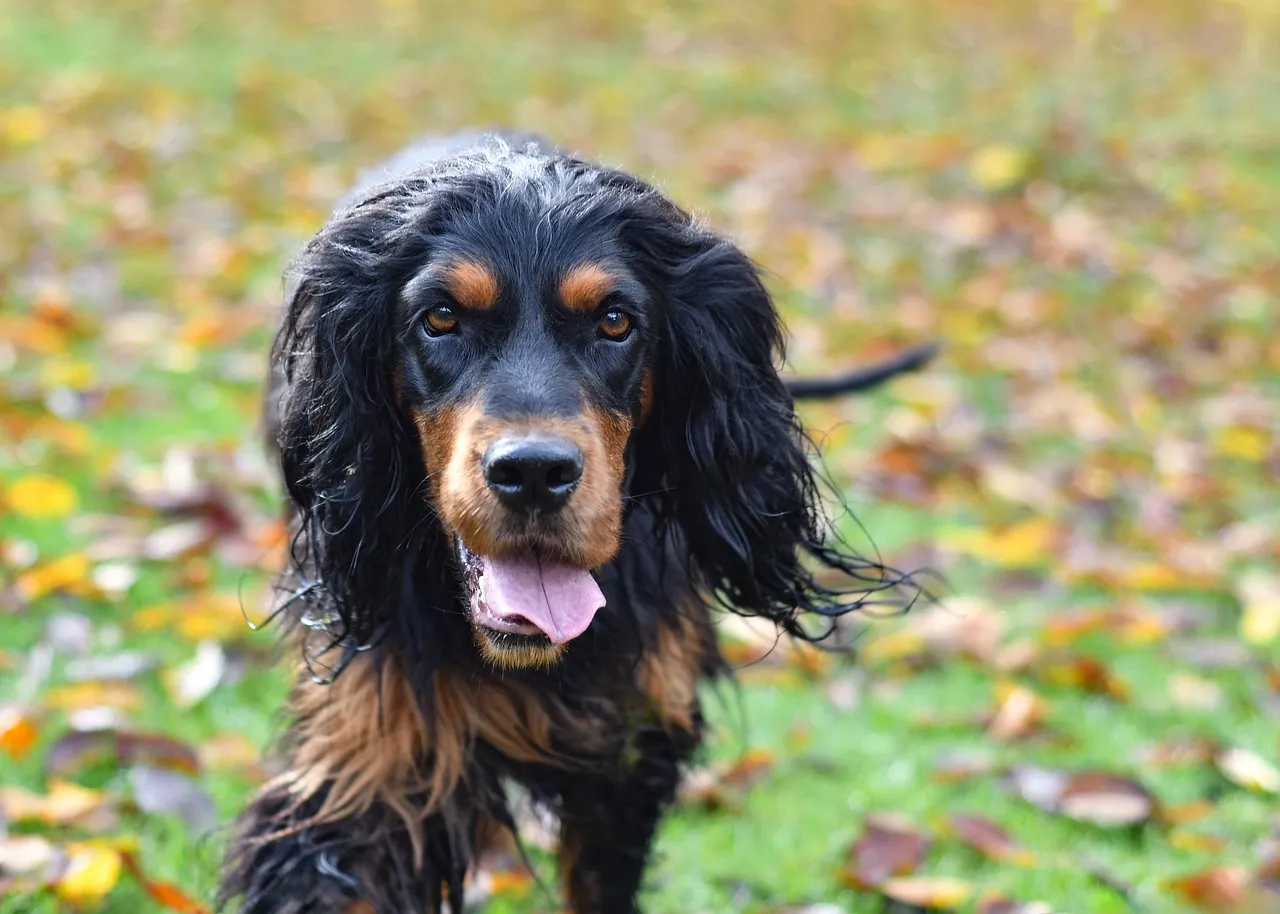 Majestic Gordon Setter: Loyal Companion in Autumn's Embrace