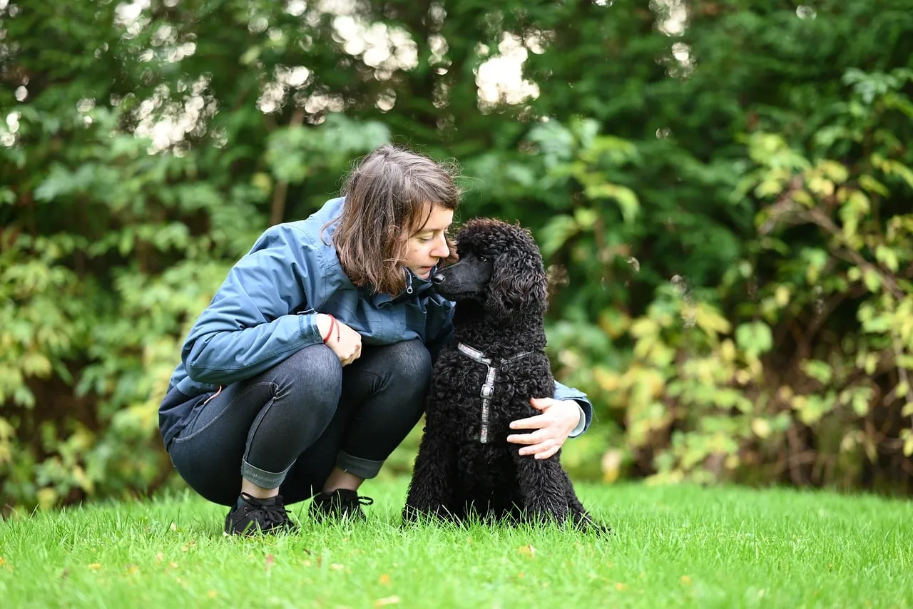 Heartwarming Bond: Girl and Her Royal Poodle Aglaé