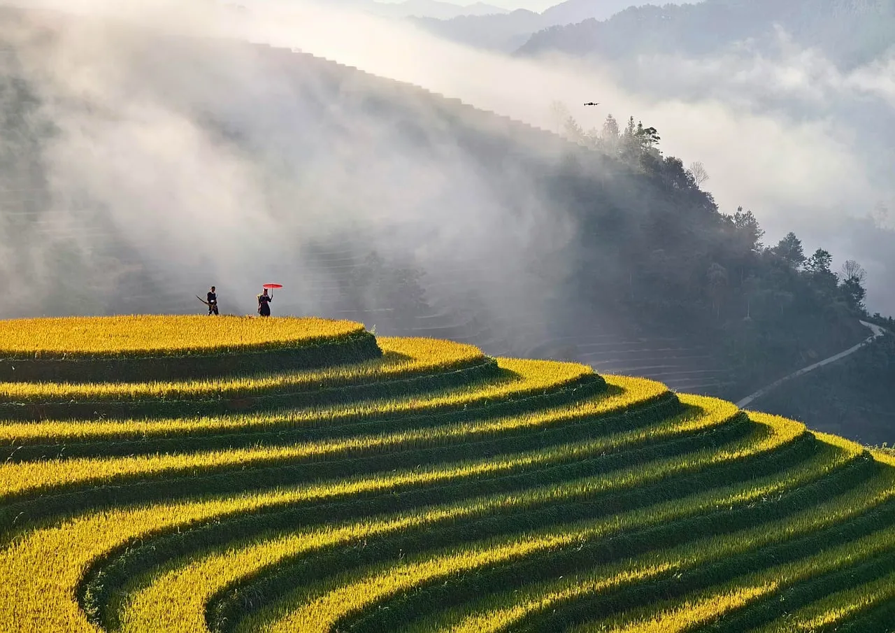 Golden Terraces: Misty Mountains Embrace Autumn Harvest
