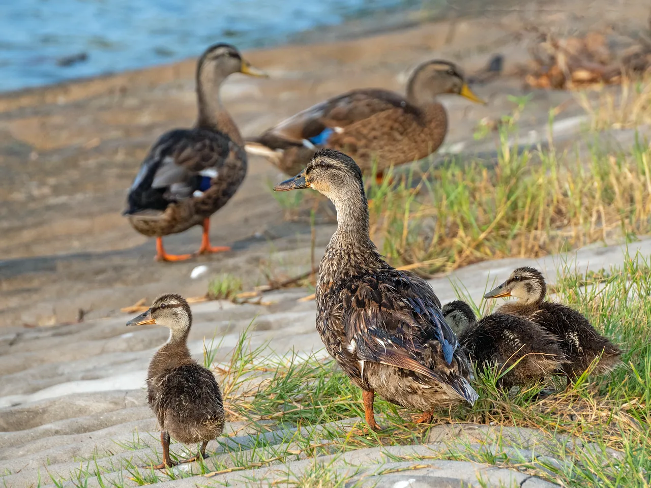 Serene Spring: Mallard Ducks and Ducklings by the Water's Edge