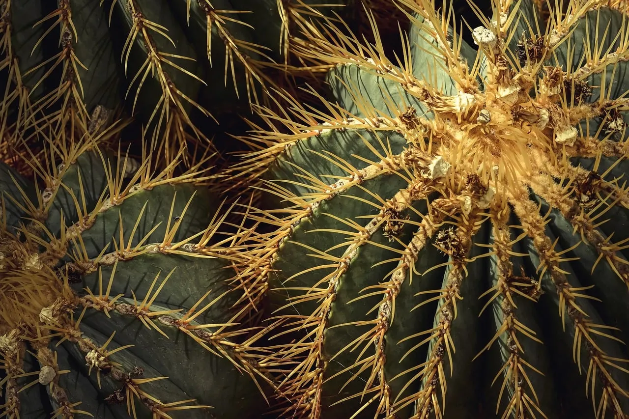 Striking Spiky Cactus: Nature's Resilient Desert Gem