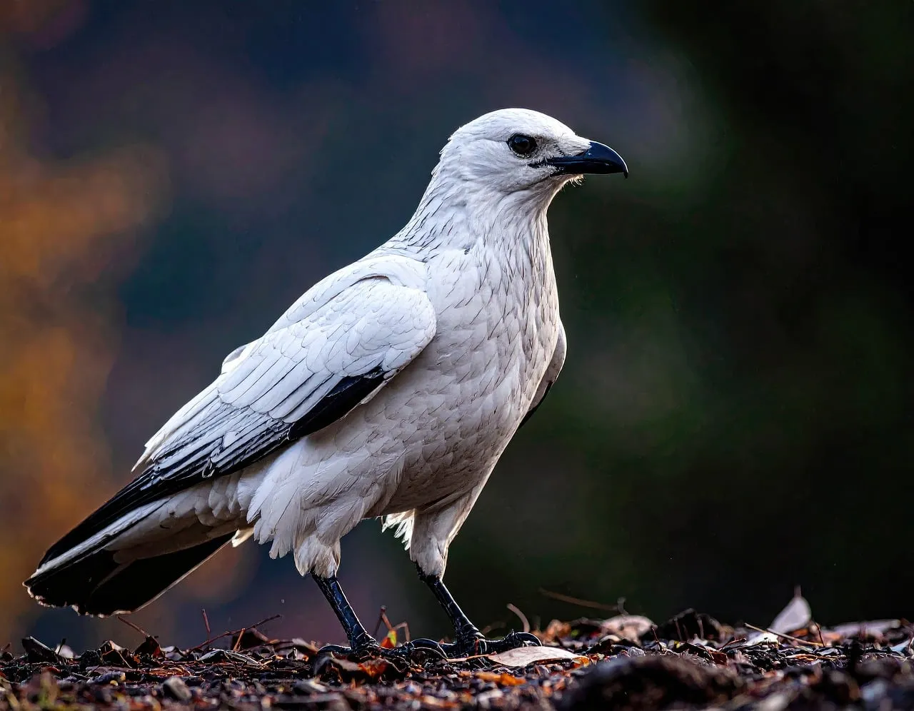 Stunning White Bird: Majestic Raptor in Autumn Wilderness