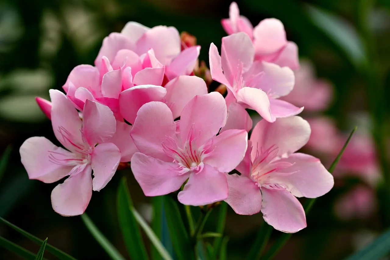 Vibrant Pink Oleander: Nature's Summer Elegance