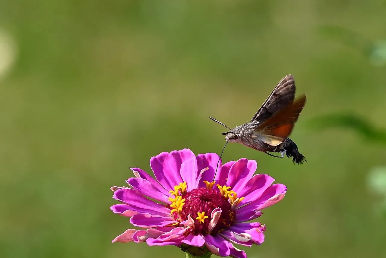 Hummingbird Hawk-Moth Feeds on Vibrant Zinnia Nectar