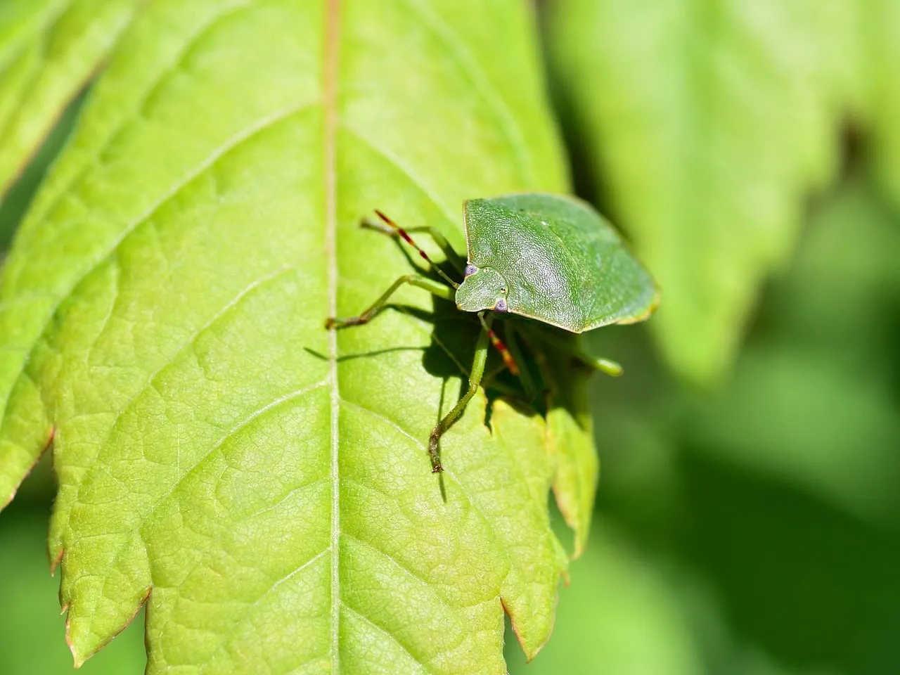 Vibrant Green Shield Bug on Leaf: Macro Nature Detail