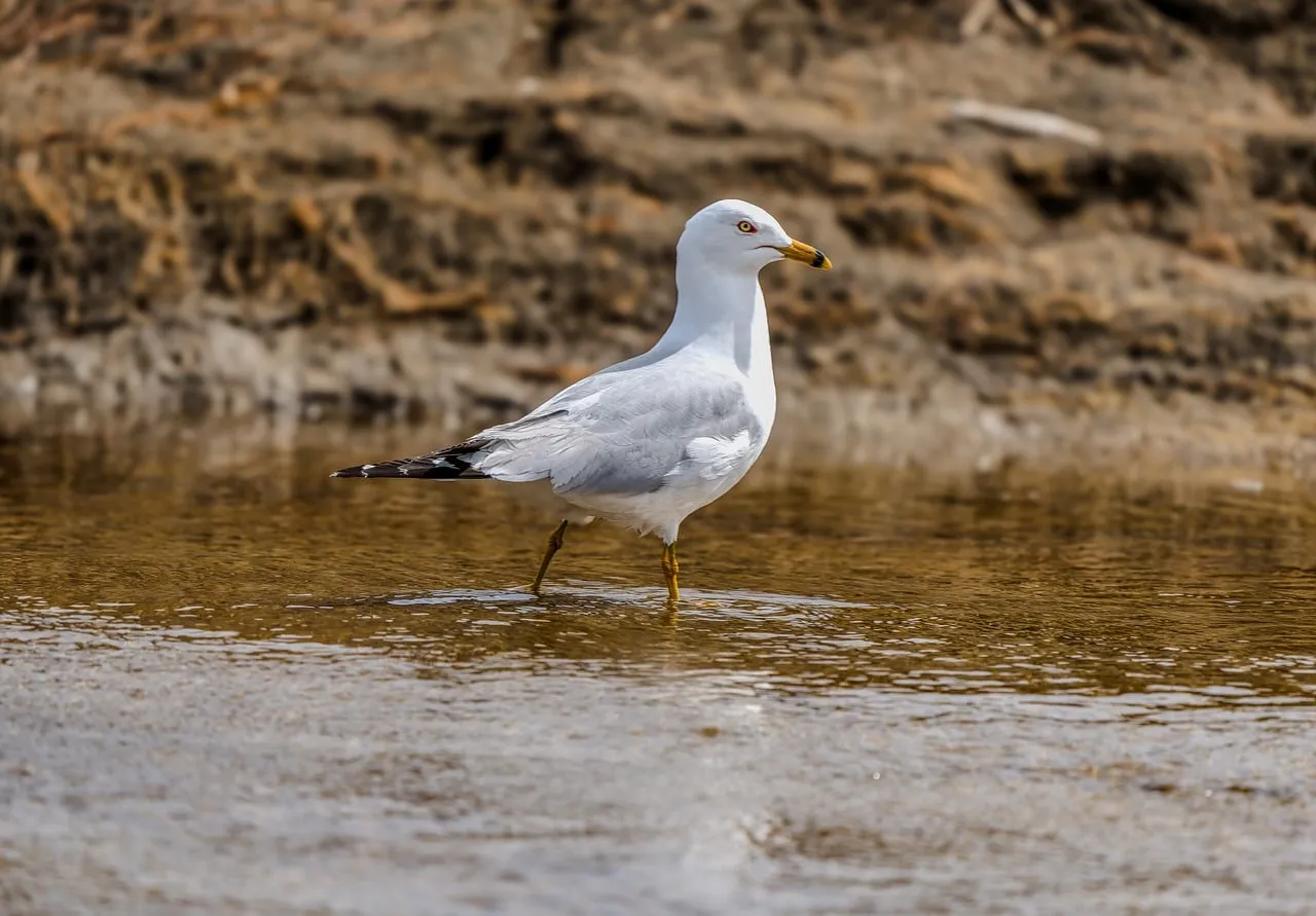 Majestic Seagull Striding Through Shallows on a Serene Beach