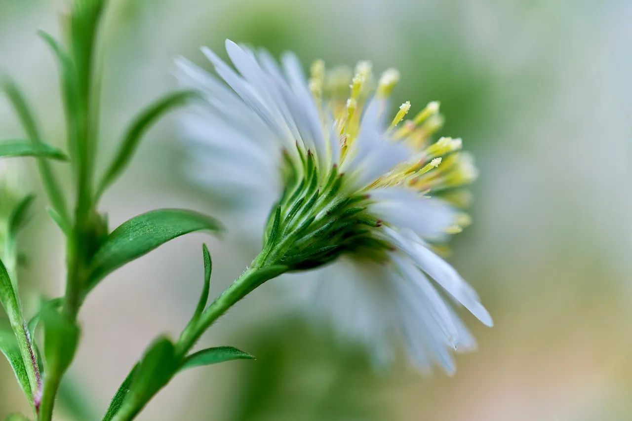 Stunning White Aster: Delicate Beauty in Macro Detail