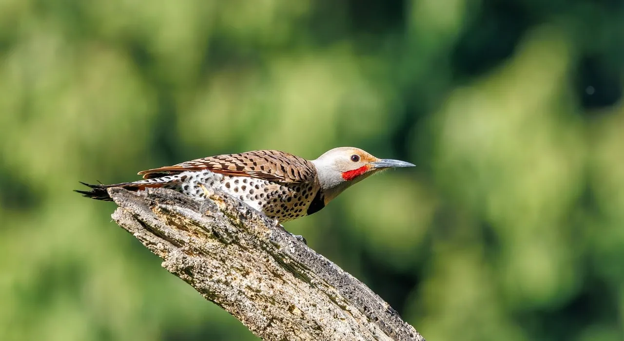 Vibrant Flicker Perched: Nature's Jewel in Close-Up