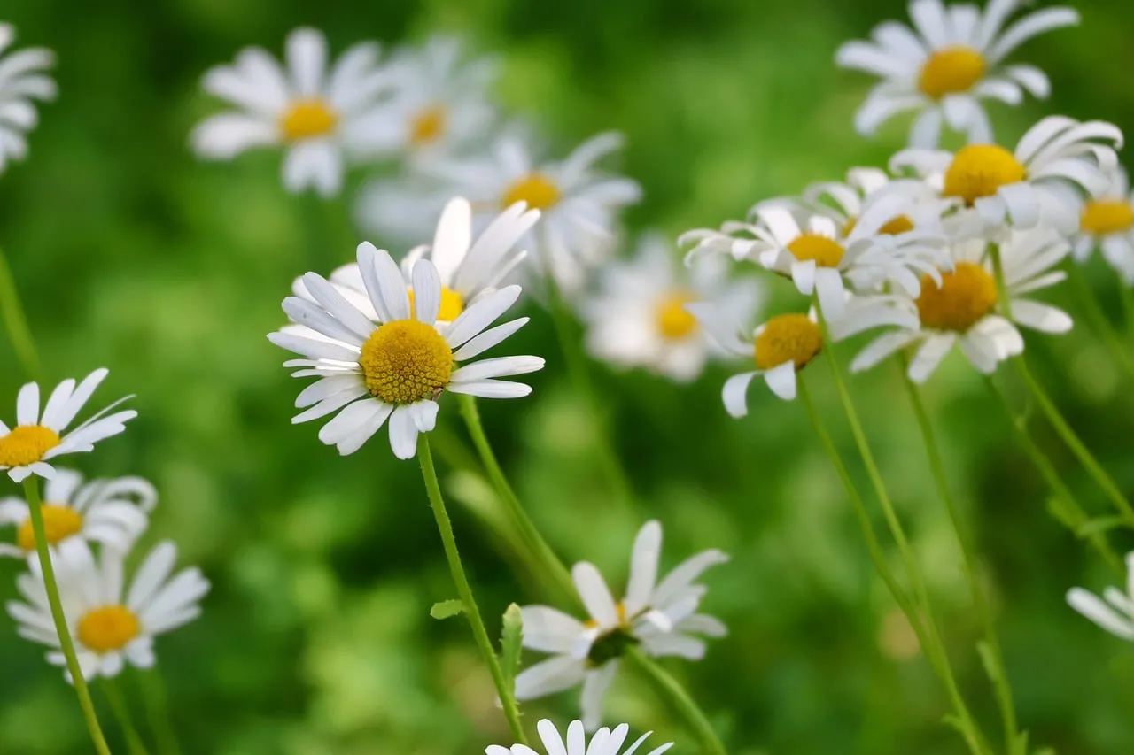 Vibrant Daisy Meadow: A Symphony of Summer Bliss