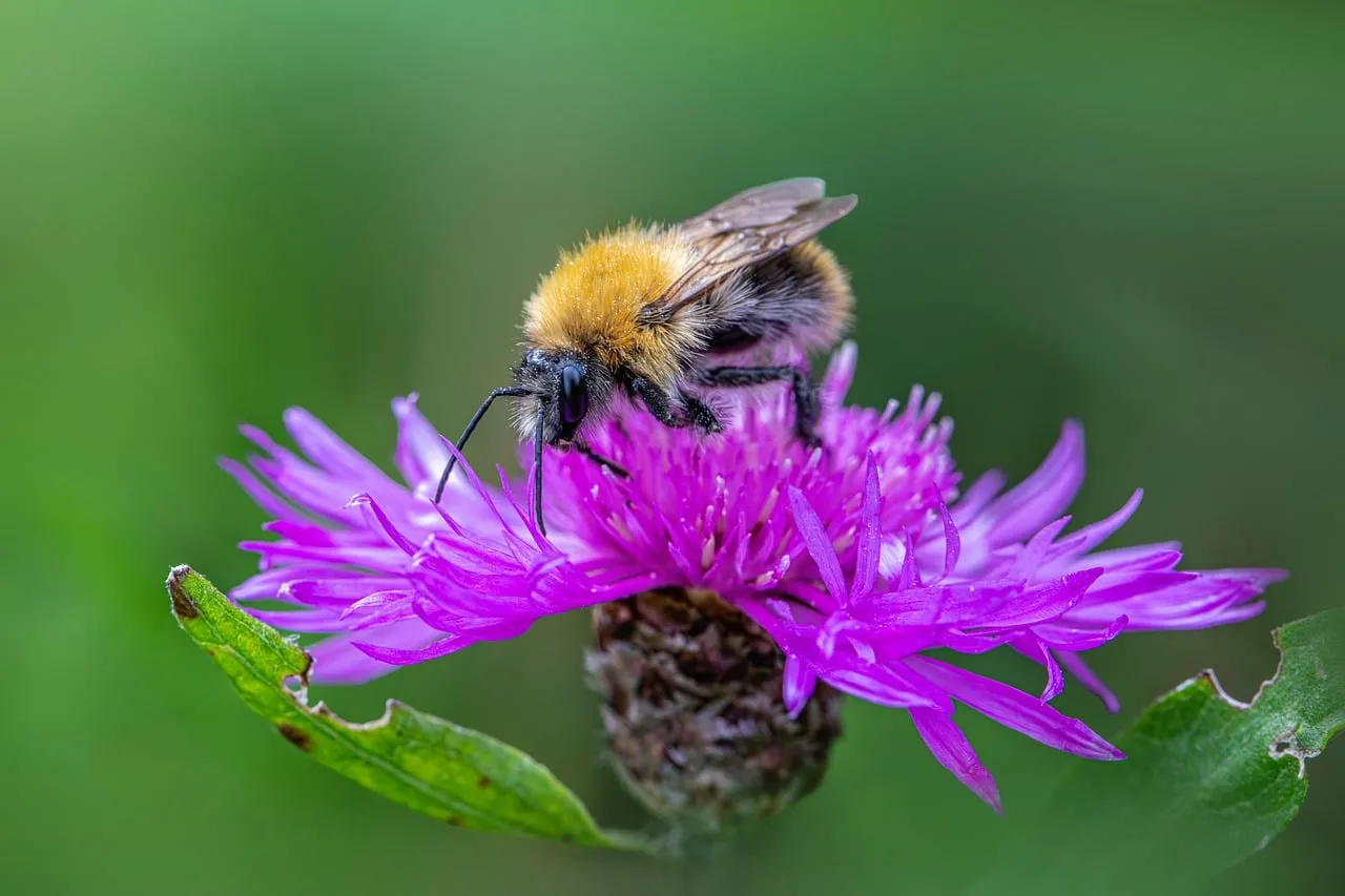 Vibrant Macro: Hazel Bumblebee on Purple Thistle Flower