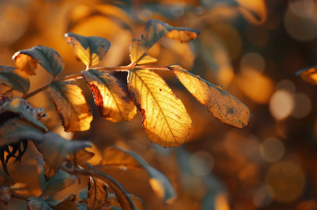 Golden Hour Glow: Autumn Leaves Nature Wallpaper