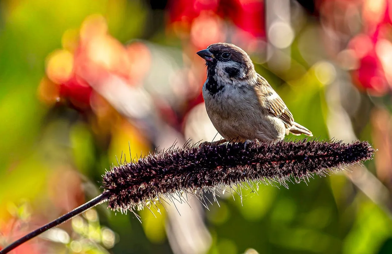 Vibrant Sparrow Perched: Nature's Delicate Beauty in HD