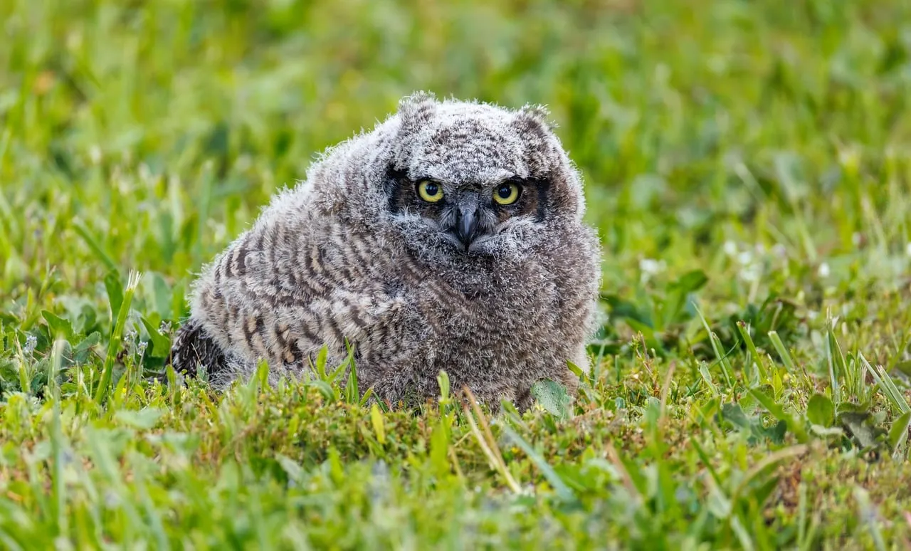 Adorable Owl Chick Hiding in Lush Green Grass