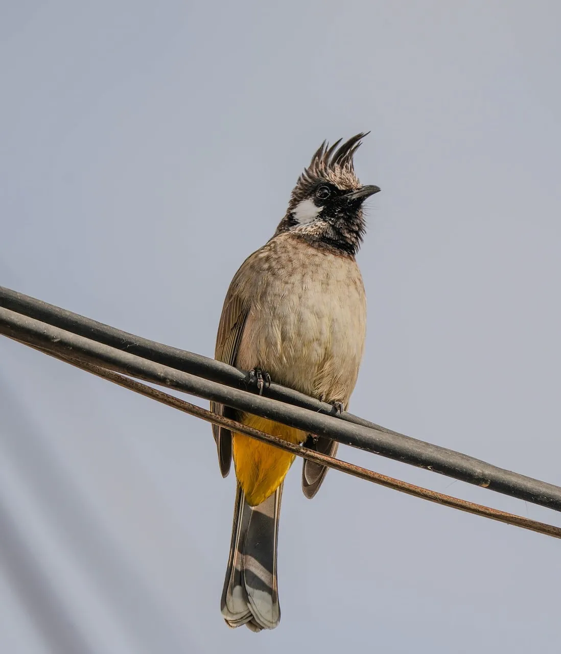 Stunning Whiskered Bulbul: Majestic Bird Perched in Nature