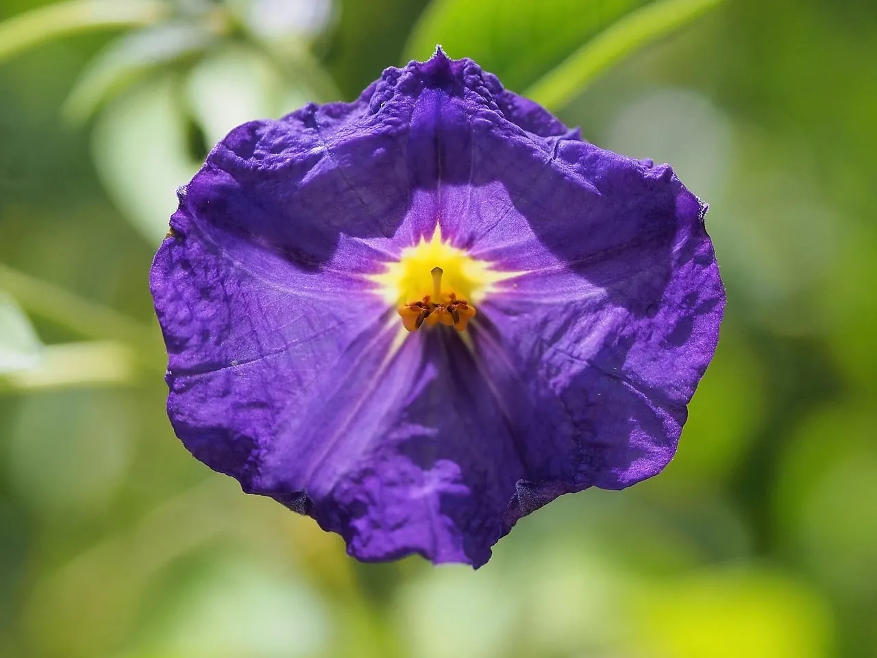 Vibrant Purple Petunia: A Summer Garden's Heart