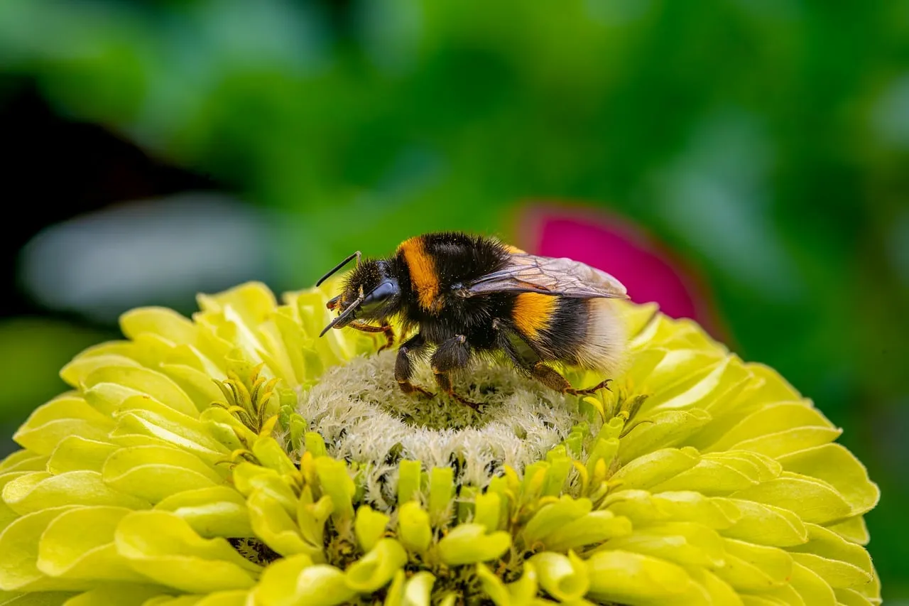Bumblebee's Delight: Pollinating a Vibrant Yellow Zinnia