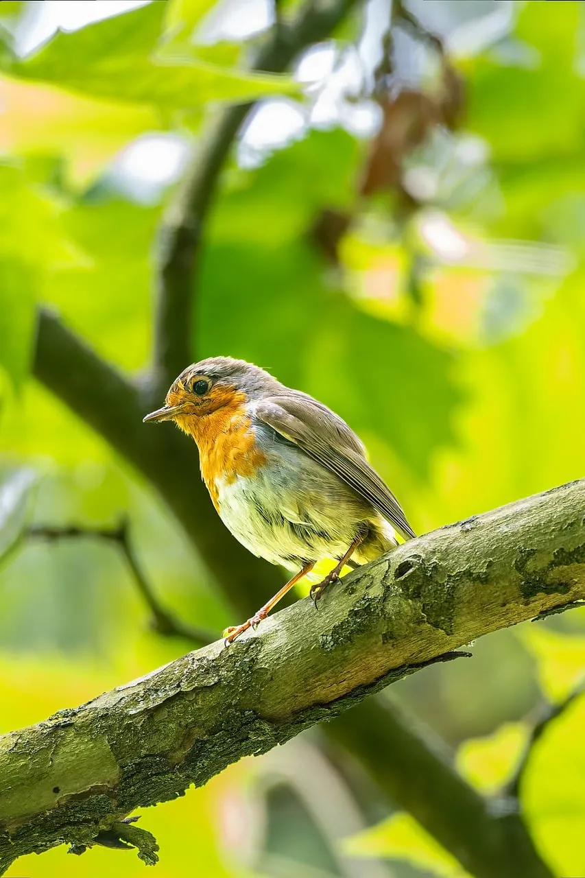 Vibrant Robin Perched Amidst Lush Green Spring Foliage