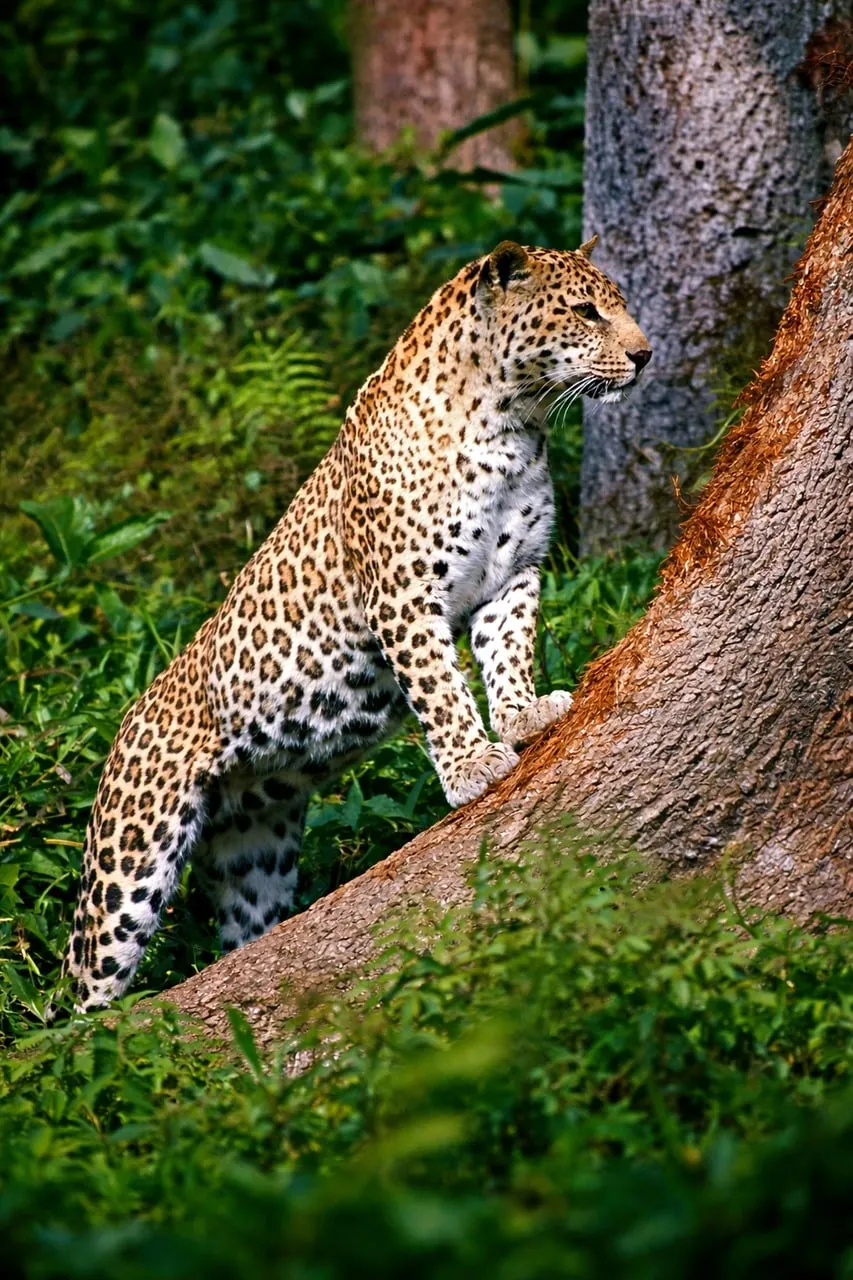 Majestic Indian Leopard: King of the Jungle's Stealth