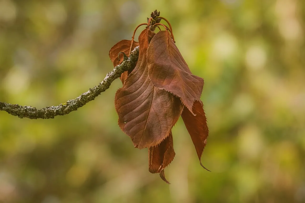 Vibrant Autumn Twig: Macro Leaves on a Blurred Background