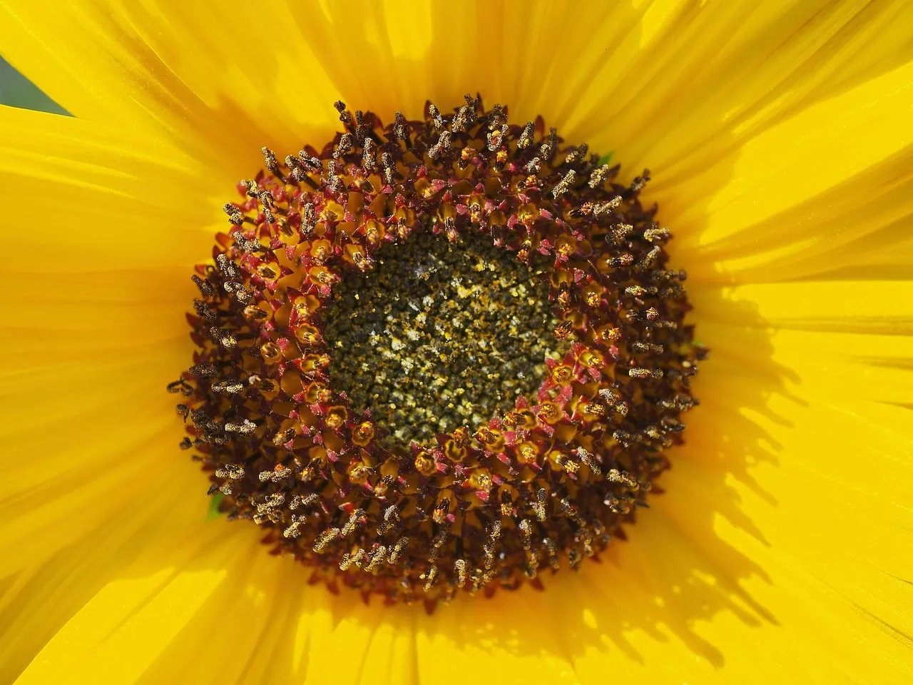 Vibrant Sunflower Macro: A Golden Gaze into Nature's Heart