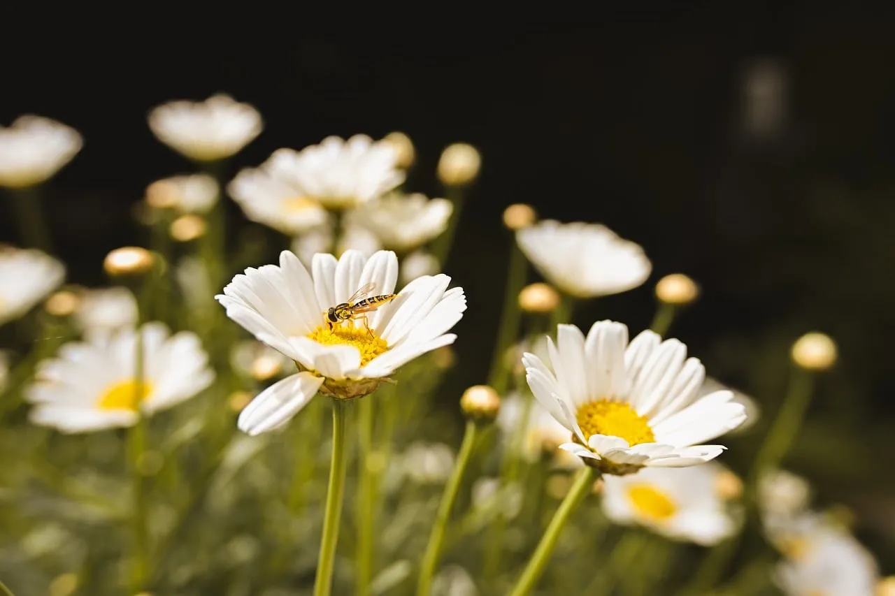 Vibrant Daisy Macro: Hoverfly on White Petals in Summer Meadow