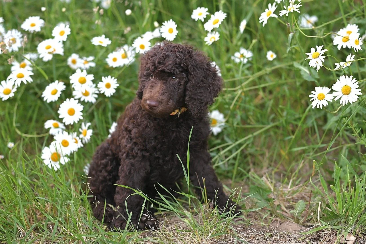 Charming Chocolate Poodle Puppy Amidst Daisies