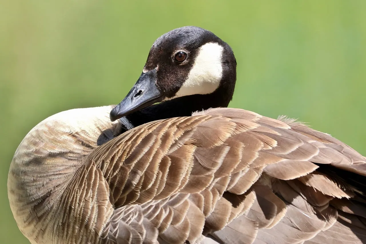 Majestic Close-up: Serene Canada Goose in Nature