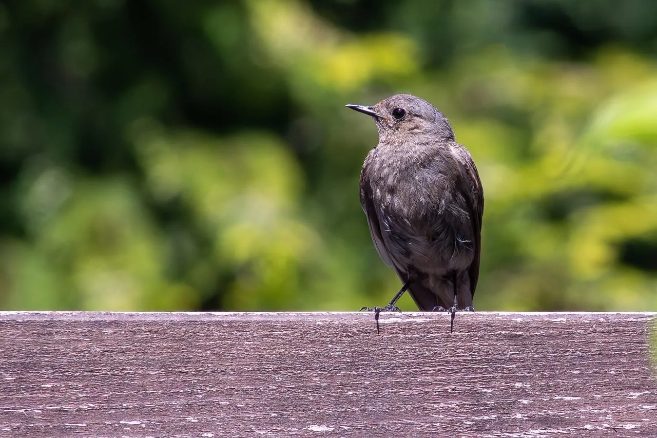 Captivating Songbird Perched: Nature's Quiet Elegance in 4K